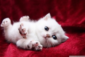 九游下载安装-北大教授坠机事件始末梳理，北大教授坠机事件始末梳理了什么