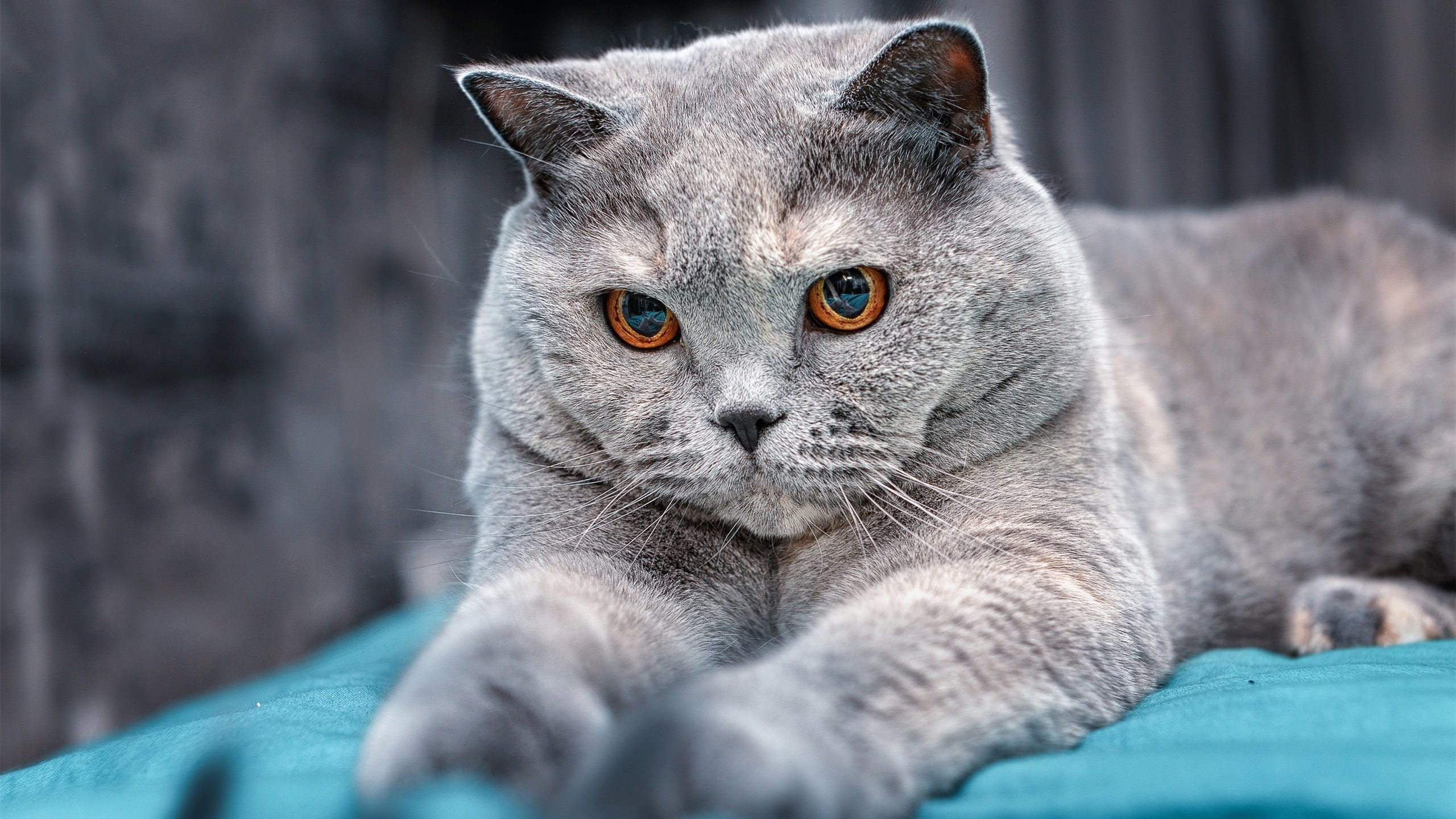 CBA全明星赛南区明星技压群雄,cba全明星篮球赛