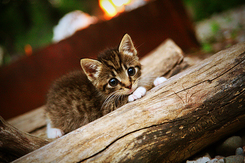 CBA全明星赛南区明星技压群雄,cba全明星篮球赛