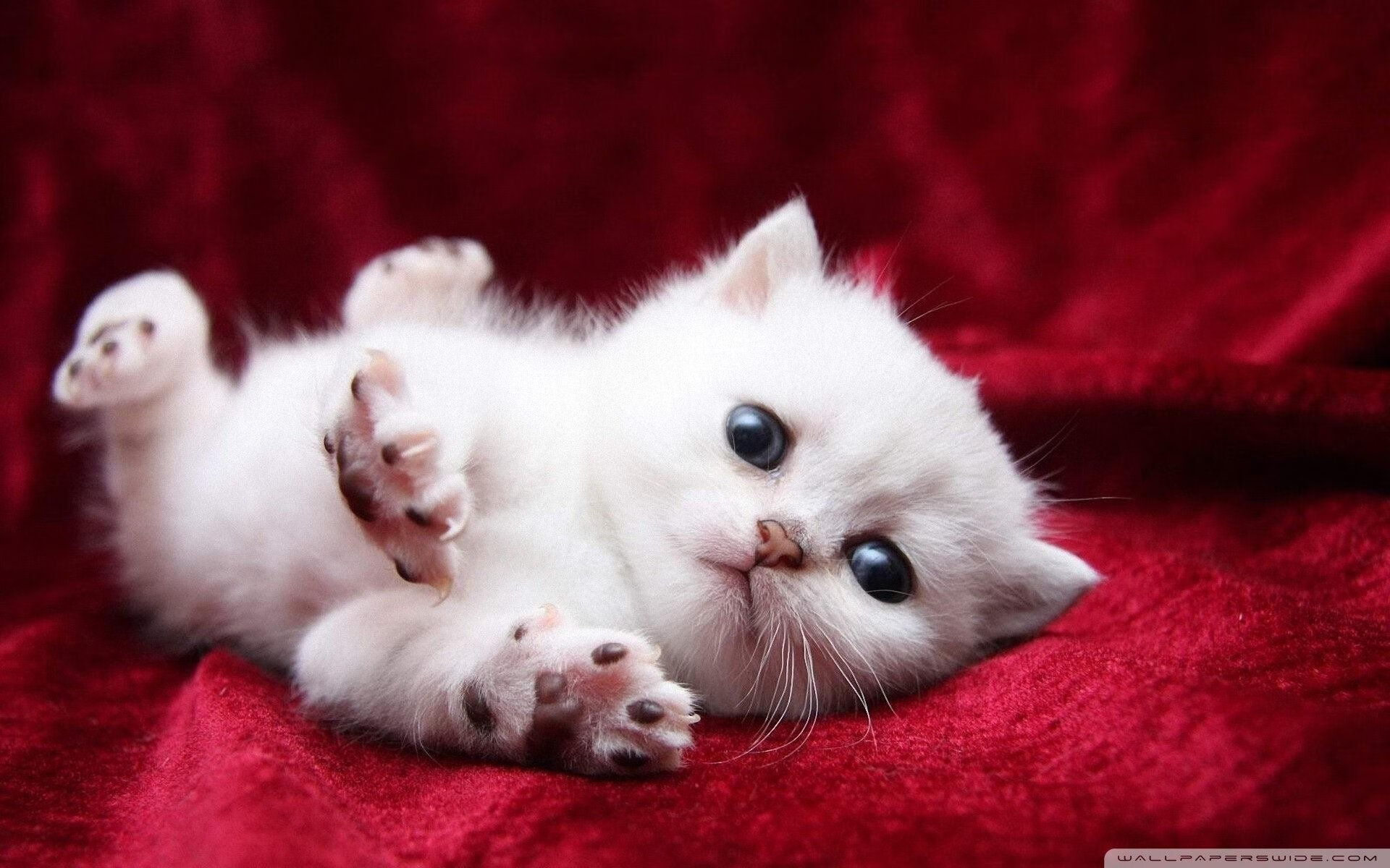 北大教授坠机事件始末梳理，北大教授坠机事件始末梳理了什么